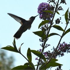 10 Excellent Butterfly Plants that Hummingbirds Can't Resist ~ butterflygardening101.com Asian Moon, Garden Ideas With Plastic Bottles, Attracting Hummingbirds, Butterfly Garden Plants, Fast Growing Shrubs, Allium Flowers, Bird Fountain, Plants That Attract Butterflies