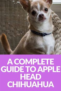 a dog sitting in a wicker chair with the words a complete guide to apple head chihuahua