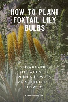 flowers with the title how to plant foxtail lily bulbs growing tips for when to plan and how to maintain these flowers