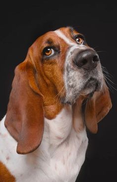 a brown and white dog looking up at something