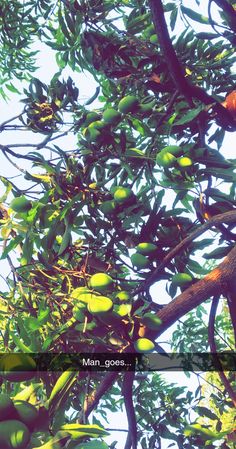 an orange tree with lots of fruit hanging from it's branches and the sky in the background