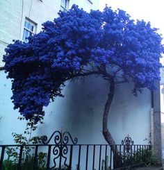 a tree that is next to a building with blue flowers growing on it's branches