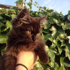 a black cat sitting on top of a person's arm in front of bushes