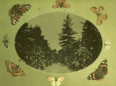 an image of some butterflies and trees in the middle of a frame with other things around it