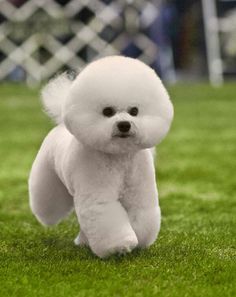 a small white poodle running through the grass