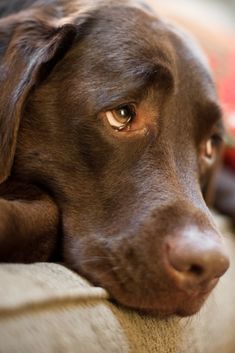 a brown dog laying on top of a couch next to a red object in the background