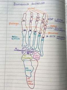 an open book with a diagram of the bones