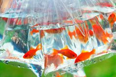 goldfish in a clear plastic container being held by a person's hand with an umbrella over them