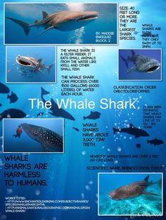 the whale shark is one of the most recognizable animals in the world, and it's unique to look at