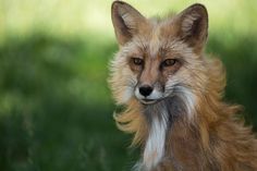 a close up of a fox with long hair and green grass in the back ground