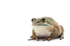 a close up of a frog on a white background