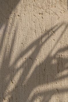 the shadow of a palm tree on a wall