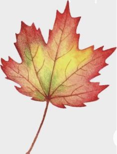 a red and yellow maple leaf on a white background with watercolor effect in the foreground