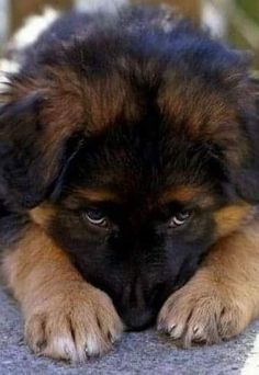 a brown and black dog laying on the ground