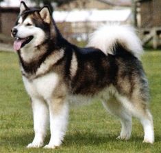 a husky dog standing on top of a lush green field