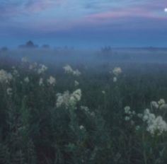 a field with white flowers in the foreground and a full moon in the background