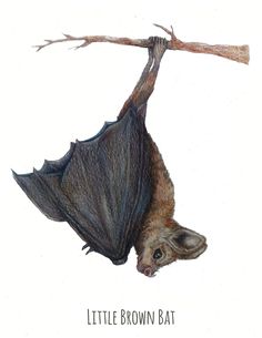 a drawing of a bat hanging upside down on a branch with the caption little brown bat