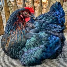 a blue and red rooster sitting on top of a chair