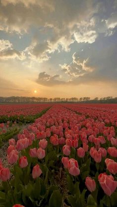 a field full of pink tulips with the sun setting in the distance behind them