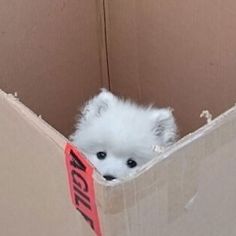 a small white dog sitting in a cardboard box with its head sticking out from it