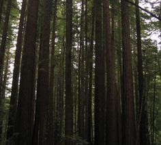 the trees are tall and green in the forest