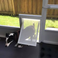 a black and white dog standing next to a window with a screen on it's side