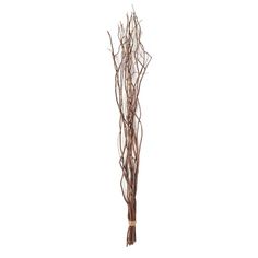 dried twigs are arranged on a white background, with the stems still attached