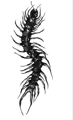 a black and white drawing of a centipeus with long, slender limbs on it's back