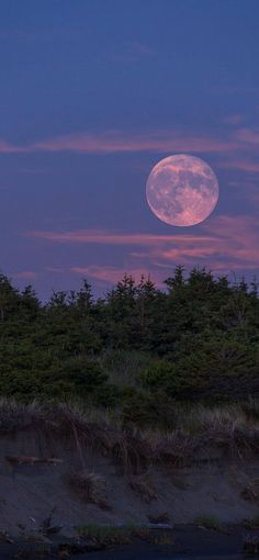 the full moon is setting over some trees and bushes in front of a body of water