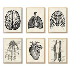 four different types of human anatomy prints