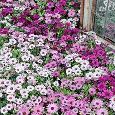 many purple and white flowers in front of a window with an open glass pane