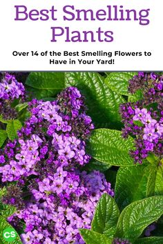 Plants That Smell Good Outdoor, Bluebell Garden, Fragrant Flowers Garden, Flowers Bush, Perennial Garden Plans, Summer Flowers Garden