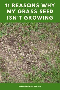 grass seed is growing in the ground with text that reads 11 reasons why my grass seed isn't growing