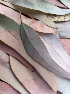 several different colored leaves on top of each other in the same color as they appear to be dying