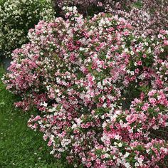 pink and white flowers are growing in the grass