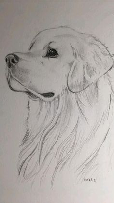 a drawing of a golden retriever dog