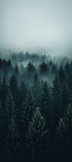 a forest filled with lots of trees covered in fog