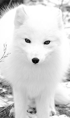 a small white dog standing on top of snow covered ground