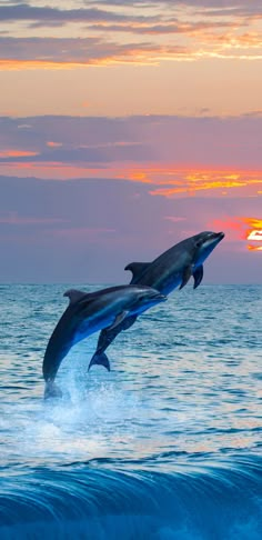 two dolphins jumping out of the water at sunset