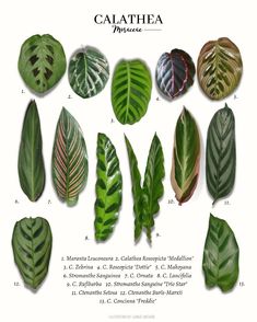 the calathea plant is shown in different colors