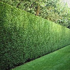 a long row of green hedges next to a lush green lawn