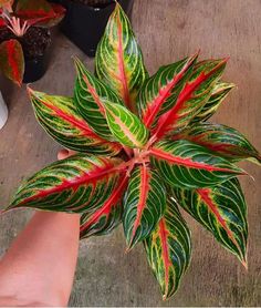 a hand holding a green and red plant on top of a wooden table next to potted plants