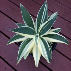 a green and white plant sitting on top of a wooden table