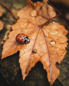 a lady bug sitting on top of a leaf