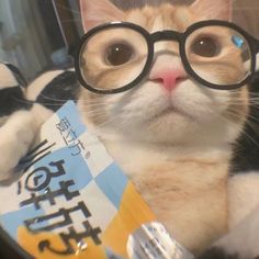 an orange and white cat wearing glasses on top of a table