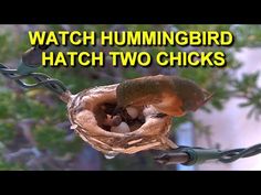 a bird nest hanging from a chain with the words live hummingbird nest cam