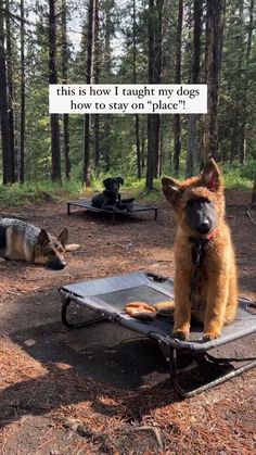 a dog sitting on top of a metal tray in the woods next to another dog