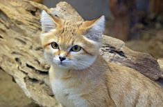 an orange and white cat sitting on top of a wooden log