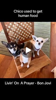 two small dogs sitting on top of a wooden chair with the caption living on a prayer - bon jovi