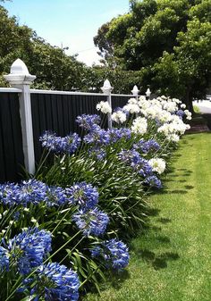 blue and white flowers line the side of a fenced in area with green grass